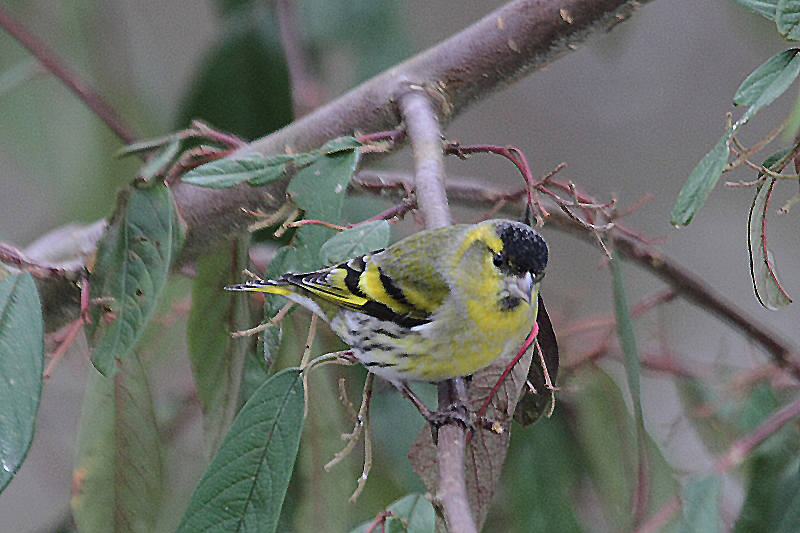 J01_1025 Siskin male.JPG
